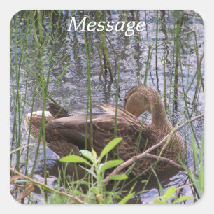 Sticker Carré Canard se lissant dans les roseaux