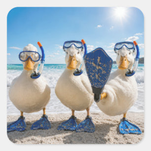 Sticker Carré Canards blancs drôles avec équipement de snorkelin
