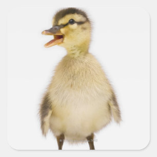 Sticker Carré Caneton de Mallard (platyrhynchos d'ana)