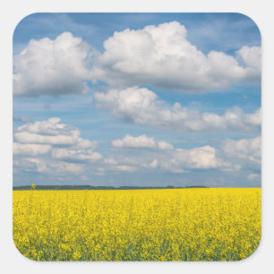 Sticker Carré Canola Field & Nuages