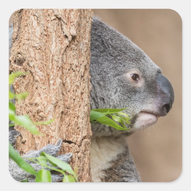 Sticker Carré Capture d'écran Koala (Devant)