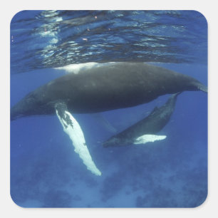 Sticker Carré Caraïbes, archipel des Grandes Antilles,