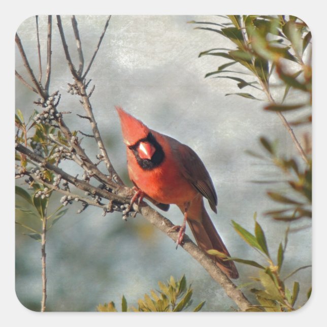 Sticker Carré Cardinal de Wax Myrtle (Devant)