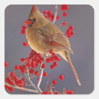 Cardinalis femelle parmi les aubépines