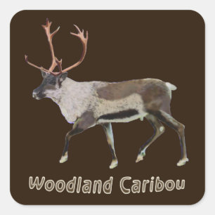 Sticker Carré Caribou des bois