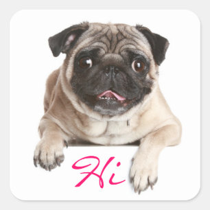 Sticker Carré Carlin chiot bonjour salutations chevaliers
