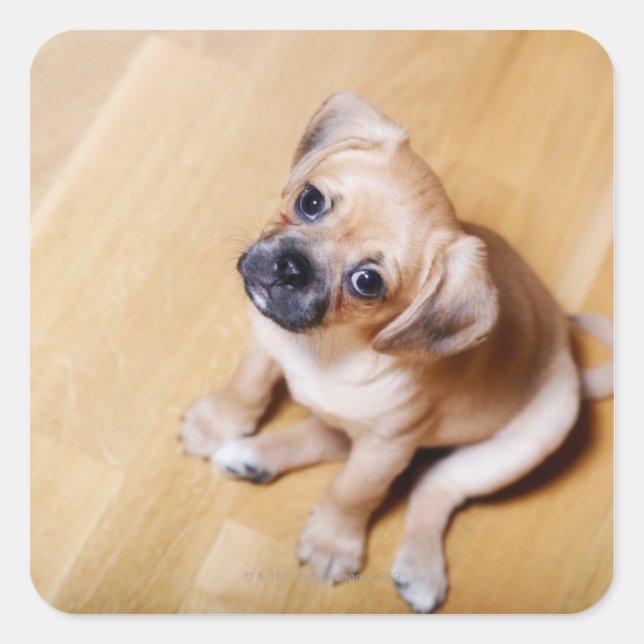 Sticker Carré Carlin Cross Cavalier King Charles Spaniel (Devant)
