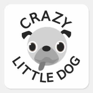 Sticker Carré Carlin fou petit chien