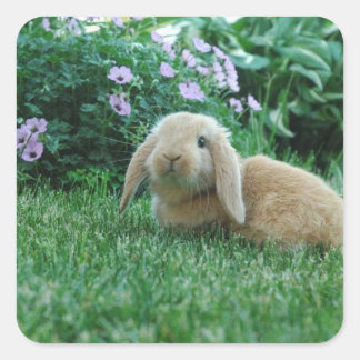 Sticker Carré Carlos le lapin de bébé de Lop Eared