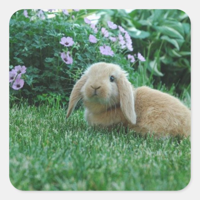 Sticker Carré Carlos le lapin de bébé de Lop Eared (Devant)