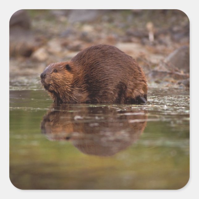 Sticker Carré castor, Castor canadensis, va nager (Devant)