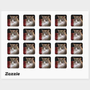 STICKER CARRÉ CAT