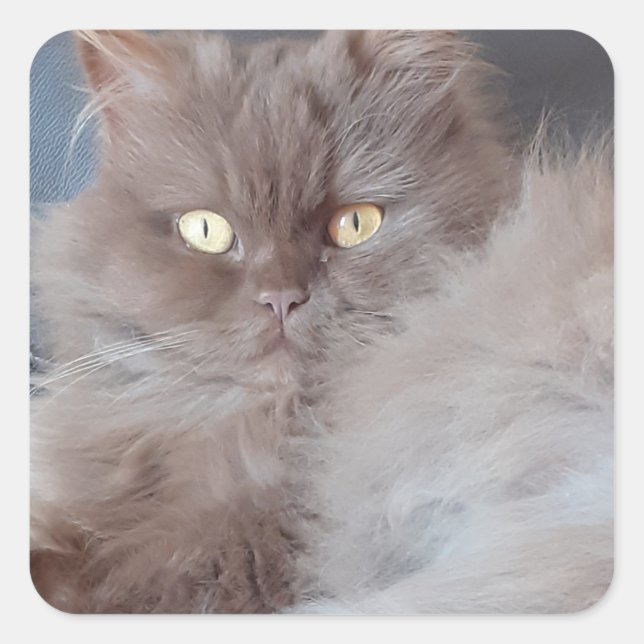 Sticker Carré Cat mignon (Devant)