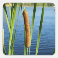 Cattails colorés