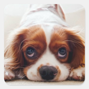 Sticker Carré Cavalier King Charles Spaniel