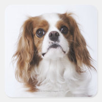 Cavalier King Charles Spaniel assis en studio