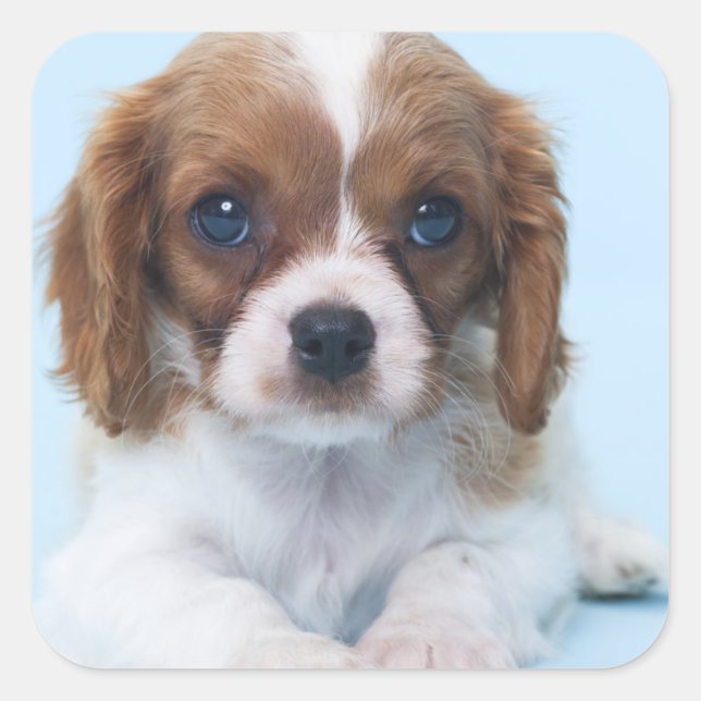Sticker Carré Cavalier King Charles Spaniel Puppy (Devant)