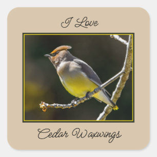 Sticker Carré Cèdre cire Songbird Photo originale Oiseau sauvage