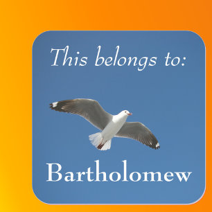 Sticker Carré Cela Appartient À Blue Sky Seagull Photo