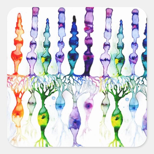 Sticker Carré Cellules cônes cellules tiges et neurone bipolaire (Devant)