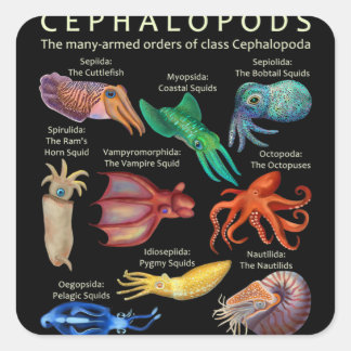 Sticker Carré Céphalopodes poulpes calamars