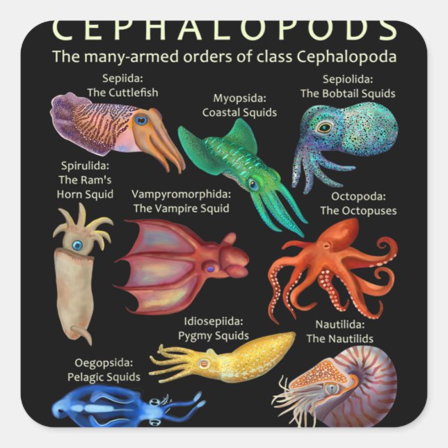 Sticker Carré Céphalopodes poulpes calamars (Devant)