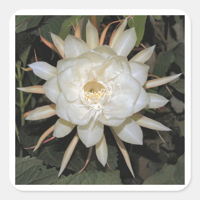 Sticker Carré cereus nocturne (Devant)