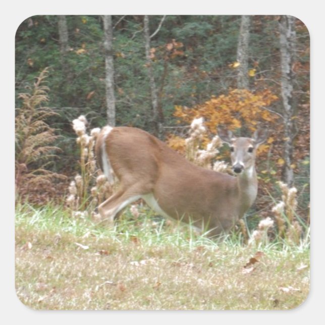 Sticker Carré Cerf d'automne dans le lac Arrowhead (Devant)