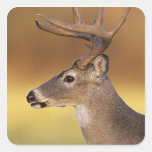 Sticker Carré Cerf de Virginie, Odocoileus virginianus,