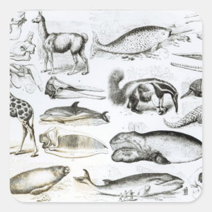 Sticker Carré Cétacée Edentata