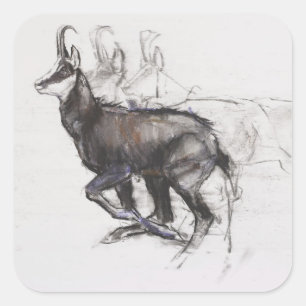 Sticker Carré Chamois courant