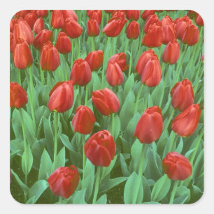 Sticker Carré Champ de tulipes en fleurs au printemps.
