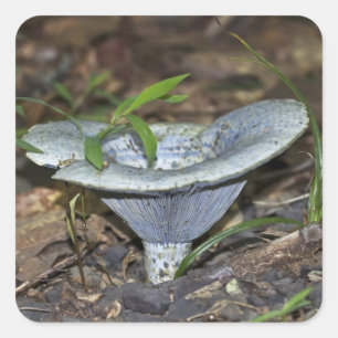 Sticker Carré Champignon de bleu d'indigo de Lactarius