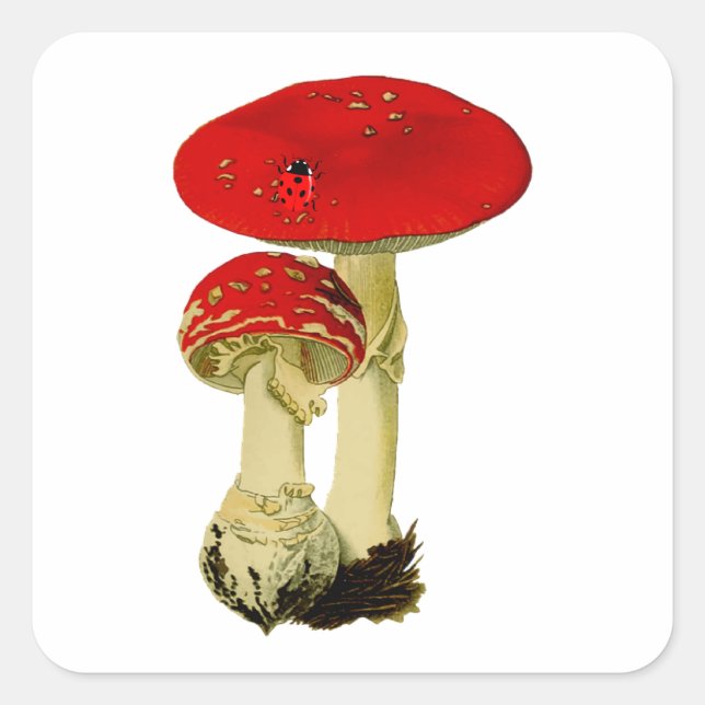 Sticker Carré Champignon vintage (Devant)