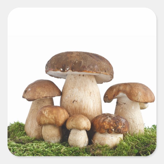Sticker Carré Champignons Boletus Edulis (Devant)