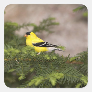 Sticker Carré Chardonneret d'Amérique mâle dans un arbre
