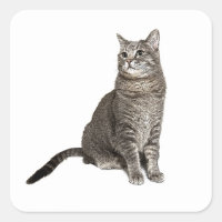 Chat abyssinien