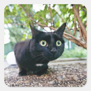 Sticker Carré chat averti se cachant sous bush.