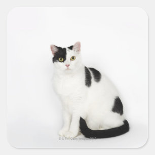 Sticker Carré Chat blanc avec les taches noires