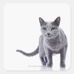 Sticker Carré Chat bleu russe