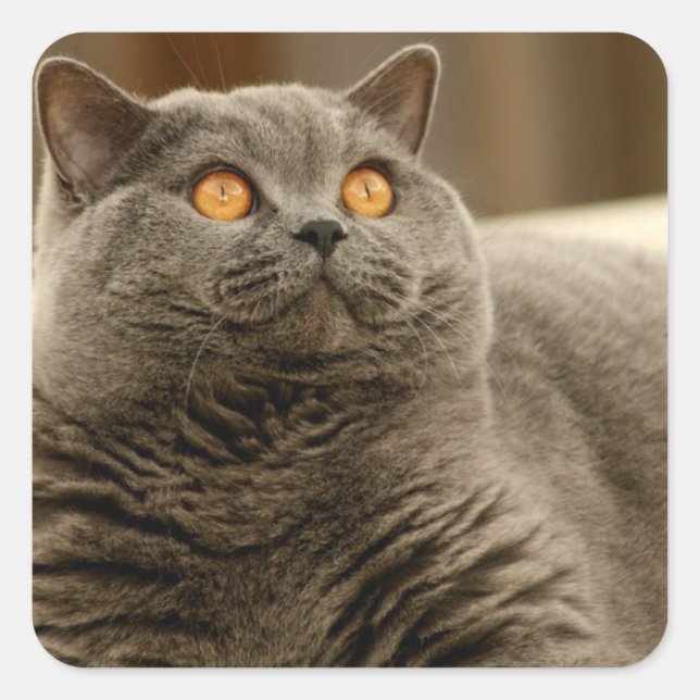 Sticker Carré Chat : Chat britannique Shorthair (Devant)