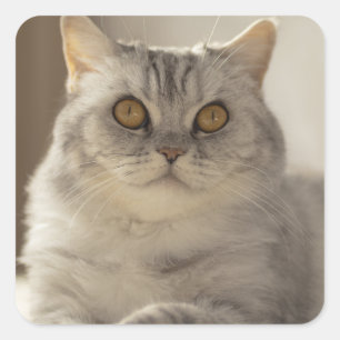 Sticker Carré Chat, cheveux courts britanniques, Feline
