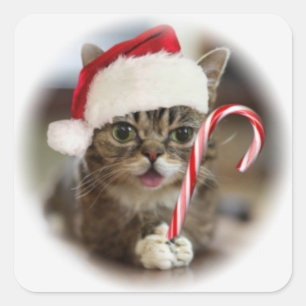 Sticker Carré Chat de Noël amusant