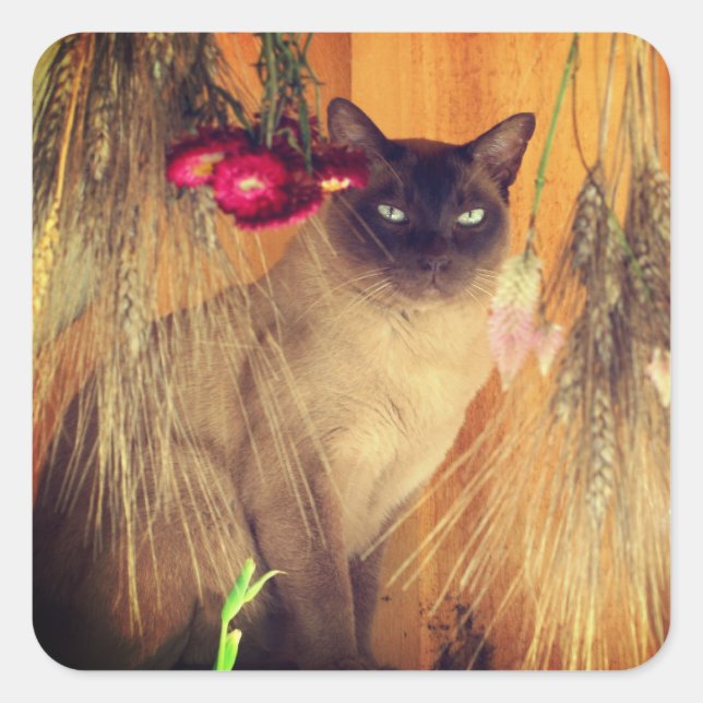 Sticker Carré Chat de Siamese Posant 3 Animal (Devant)