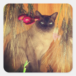 Sticker Carré Chat de Siamese Posant 3 Animal