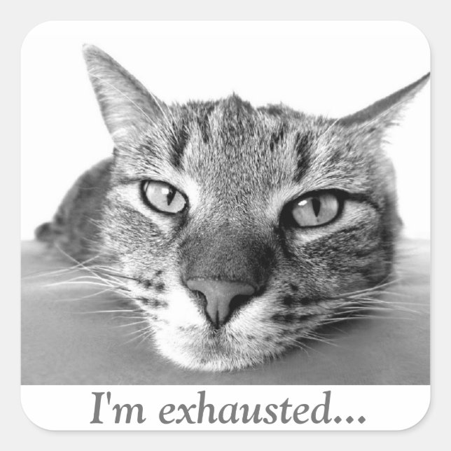 Sticker Carré Chat fatigué (Devant)