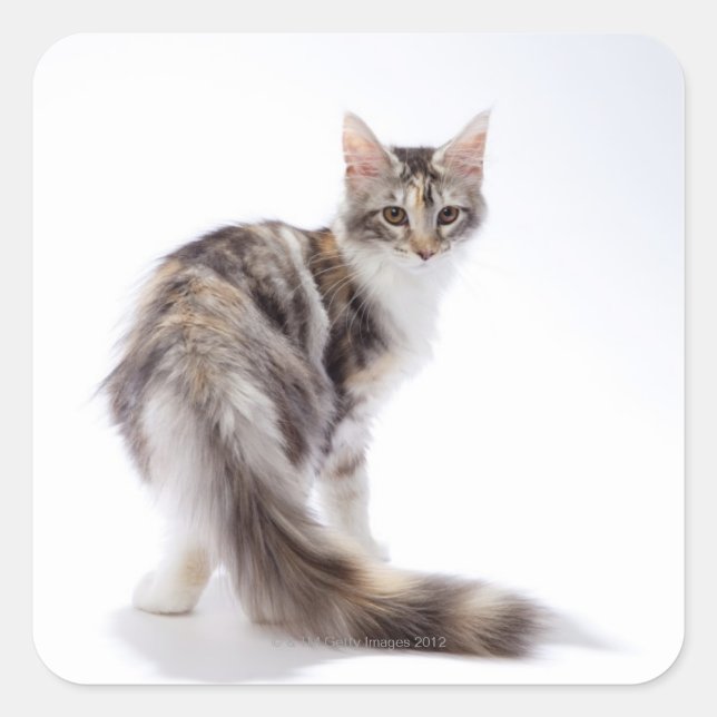 Sticker Carré chat Maine Coon (Devant)