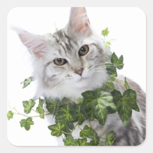 Sticker Carré Chat Maine Coon et ornement de lierre