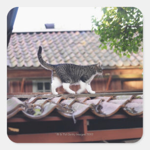 Sticker Carré Chat marchant sur le toit d'une remise