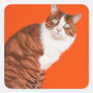 Sticker Carré Chat mignon